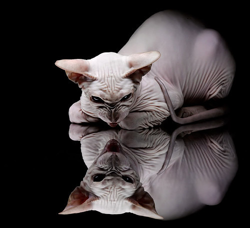 开云官网APP下载-塞内加尔马术协会推出马匹健康管理系统，提升马匹福利。，马赛里尔