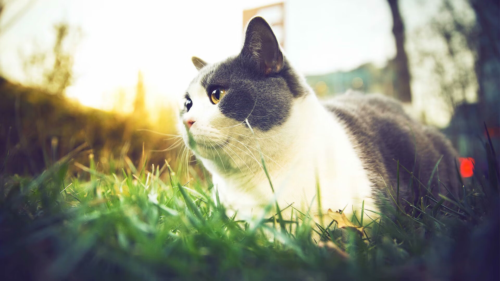 开云官方网站-墨西哥男足在巴黎奥运会上展示了高水平的比赛状态，墨西哥男足能否战胜巴西晋级决赛