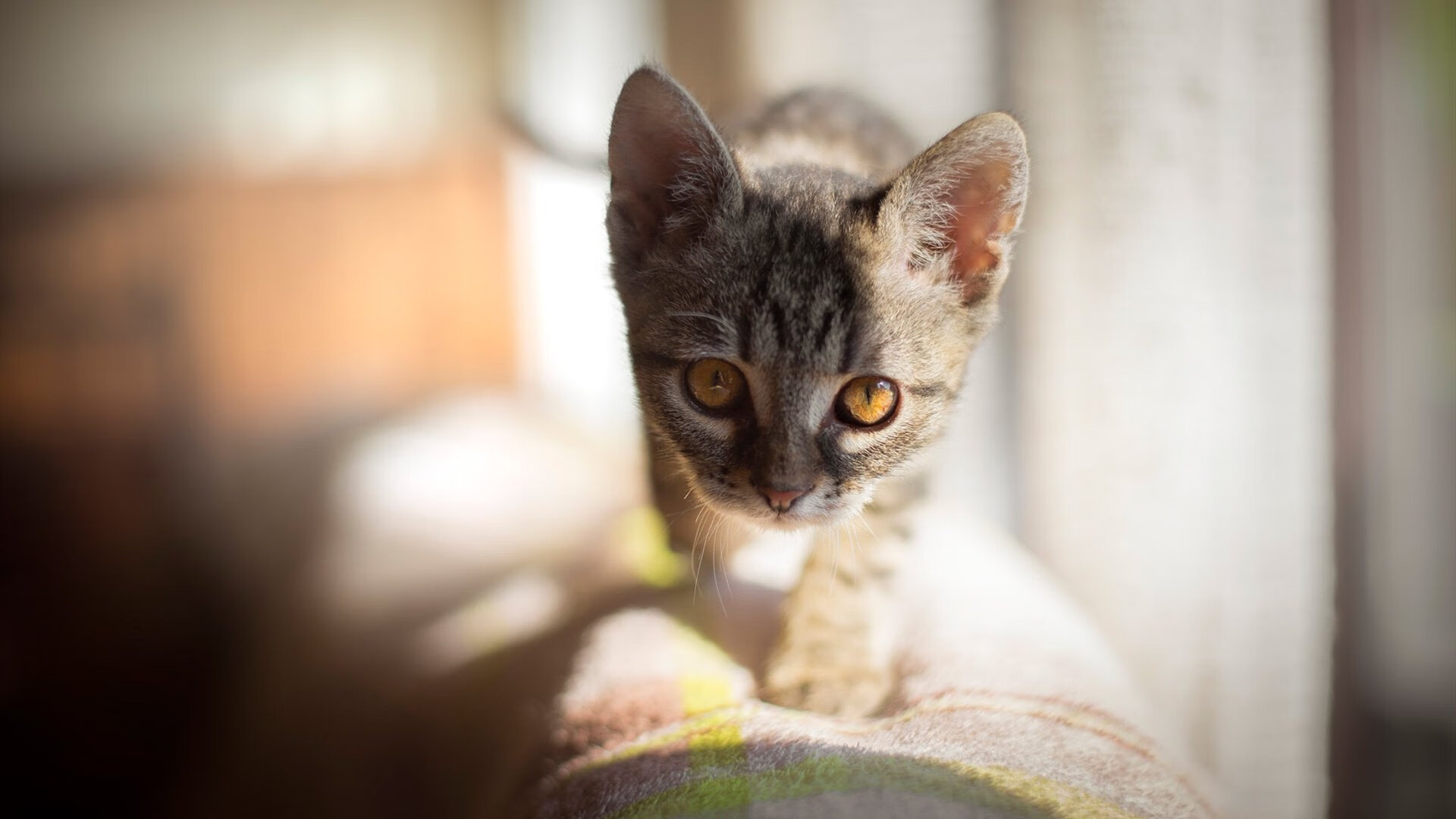 球迷疯狂应援:那些燃爆的现场极速镜头,球迷狂热