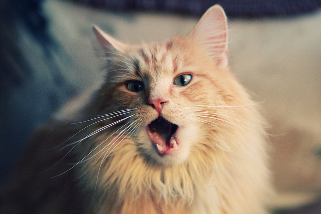 开云·Kaiyun网页版-约基奇连续三场拿到三双，统治西部，约基奇上场65分钟