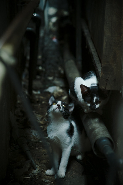 开云官网-赛季尾声争冠“价格战”：球队如何调整战略？