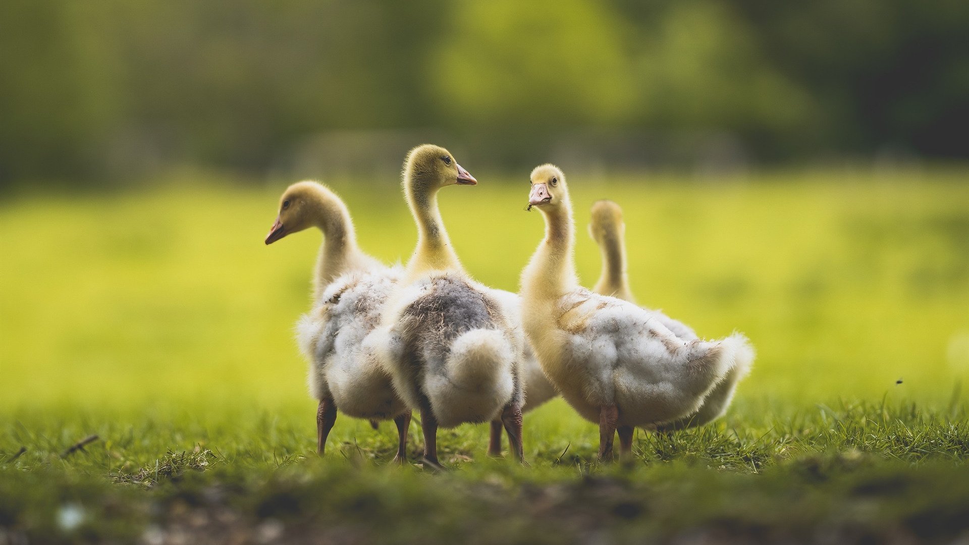 足坛新星:年轻球员崭露头角,未来可期,足球年轻球星