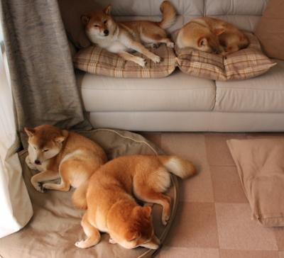 开云平台-OG·阿努诺比在NBA常规赛中展现防守强度，og阿奴诺比选秀报告