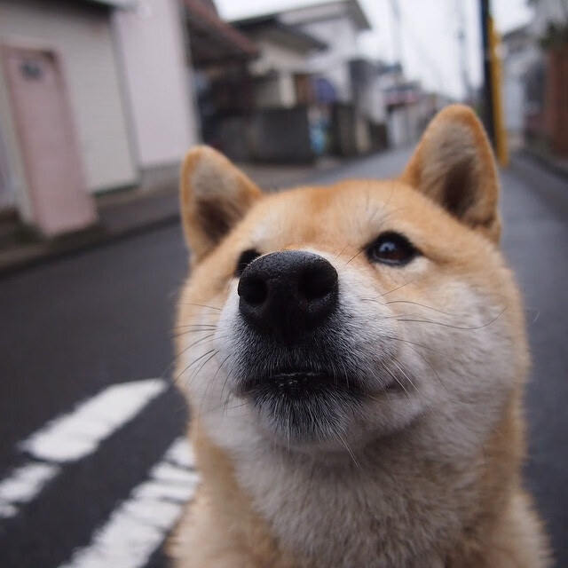 OG·阿努诺比在NBA常规赛中展现防守强度,og阿奴诺比选秀报告