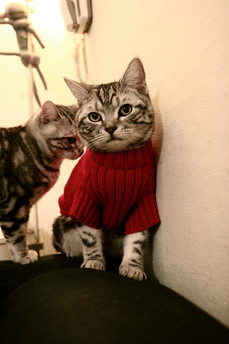 中国篮球青训人才发展规划,篮球青训队招聘条件