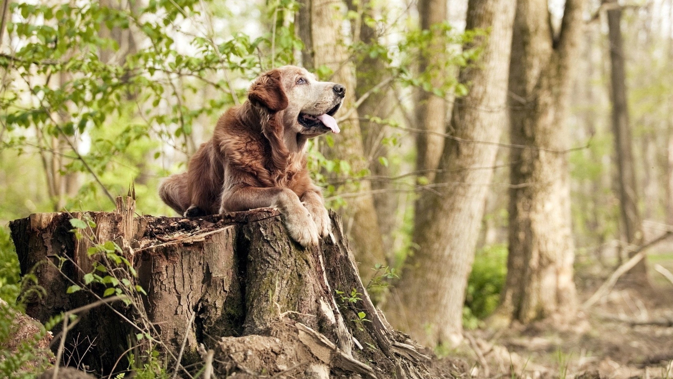 乌迪内斯小胜,暂时稳住积分榜位置,乌迪内斯足球