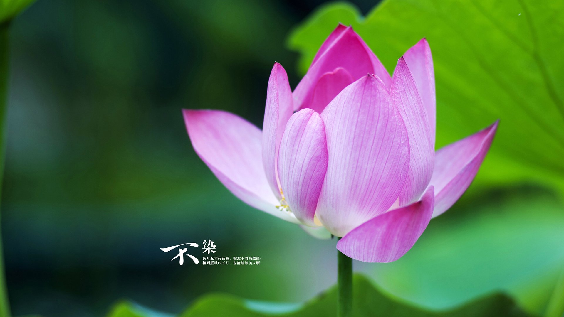 开云官方网站-列支敦士登主场取胜，队员士气高涨，列支敦士登足球水平