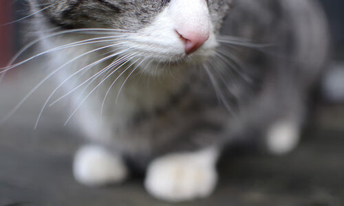 北爱尔兰遗憾落败，出线面临艰难，北爱尔兰爱尔兰