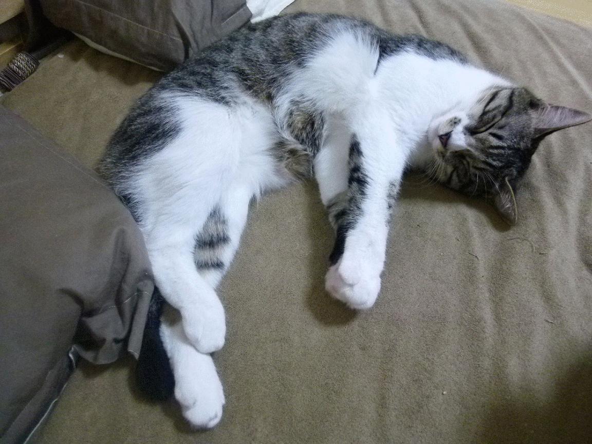 开云平台-球员形象塑造是否需统一管理，球员角色什么意思