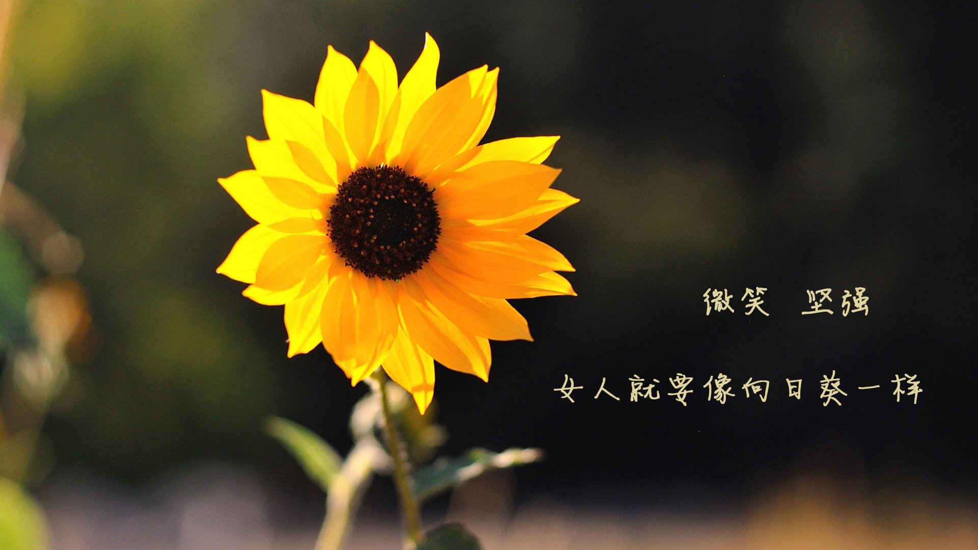 电竞主播与粉丝的情感连接构建方法,游戏主播和粉丝恋爱的结果