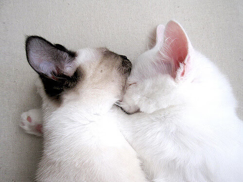 西班牙横扫对手，英格兰苦战胜利,热门球队争夺荣誉，西班牙vs英格兰2018