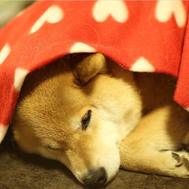 全国青少年地滚球锦标赛激烈对抗，什么叫地滚球