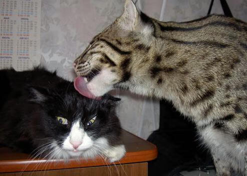 体育新闻中心推出高校体育原创内容扶持计划,大学生体育运动新闻