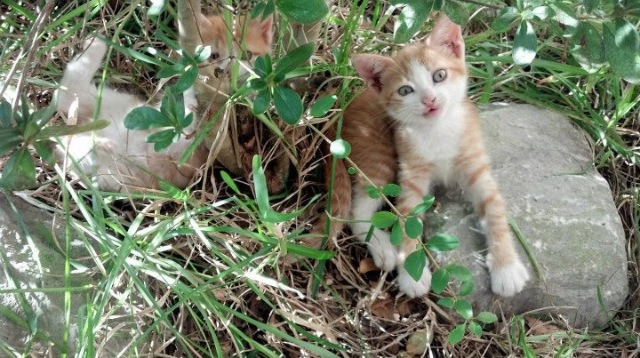 开云·体育官网APP下载-女排亚洲杯中国队击败韩国晋级决赛，女排亚锦赛决赛中国vs韩国