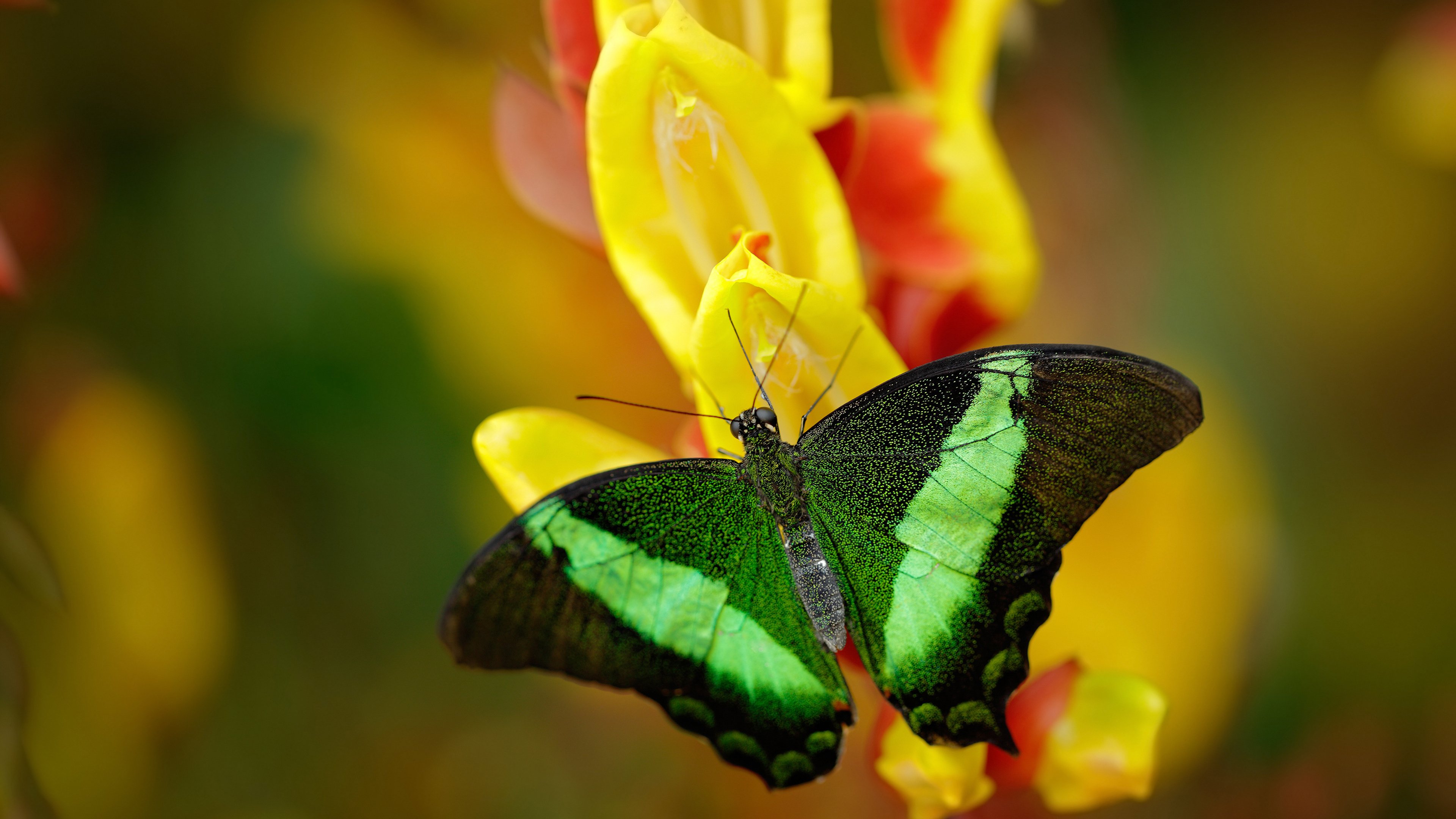 Kaiyun APP-快攻重现辉煌哪些球队重拾速度篮球，篮球快攻机会最多的是