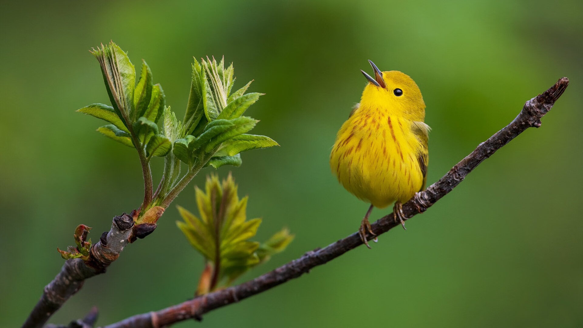 开云平台-“亚戈·卡尔曼的全能技术，赋予美洲狮队新的战术深度”