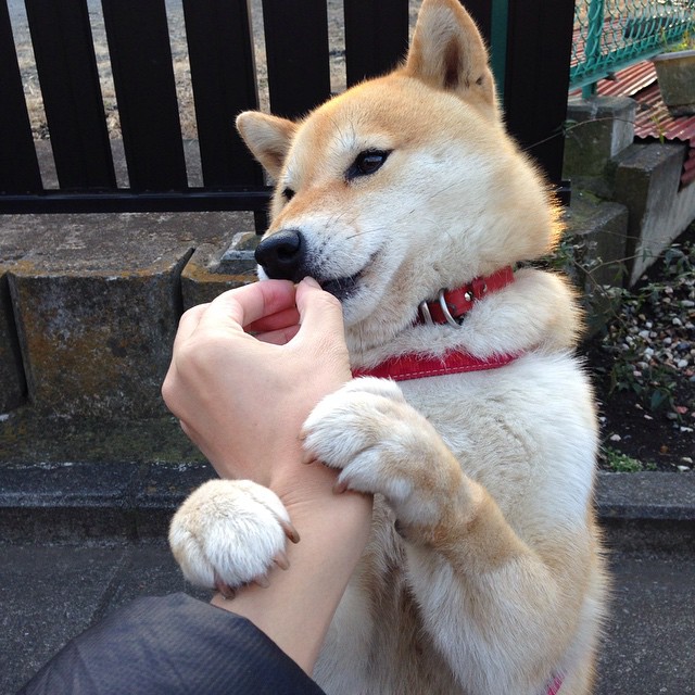 开云·体育官网APP下载-球员签约仪式走向国际化，跨国媒体全程报道，签约球员交易