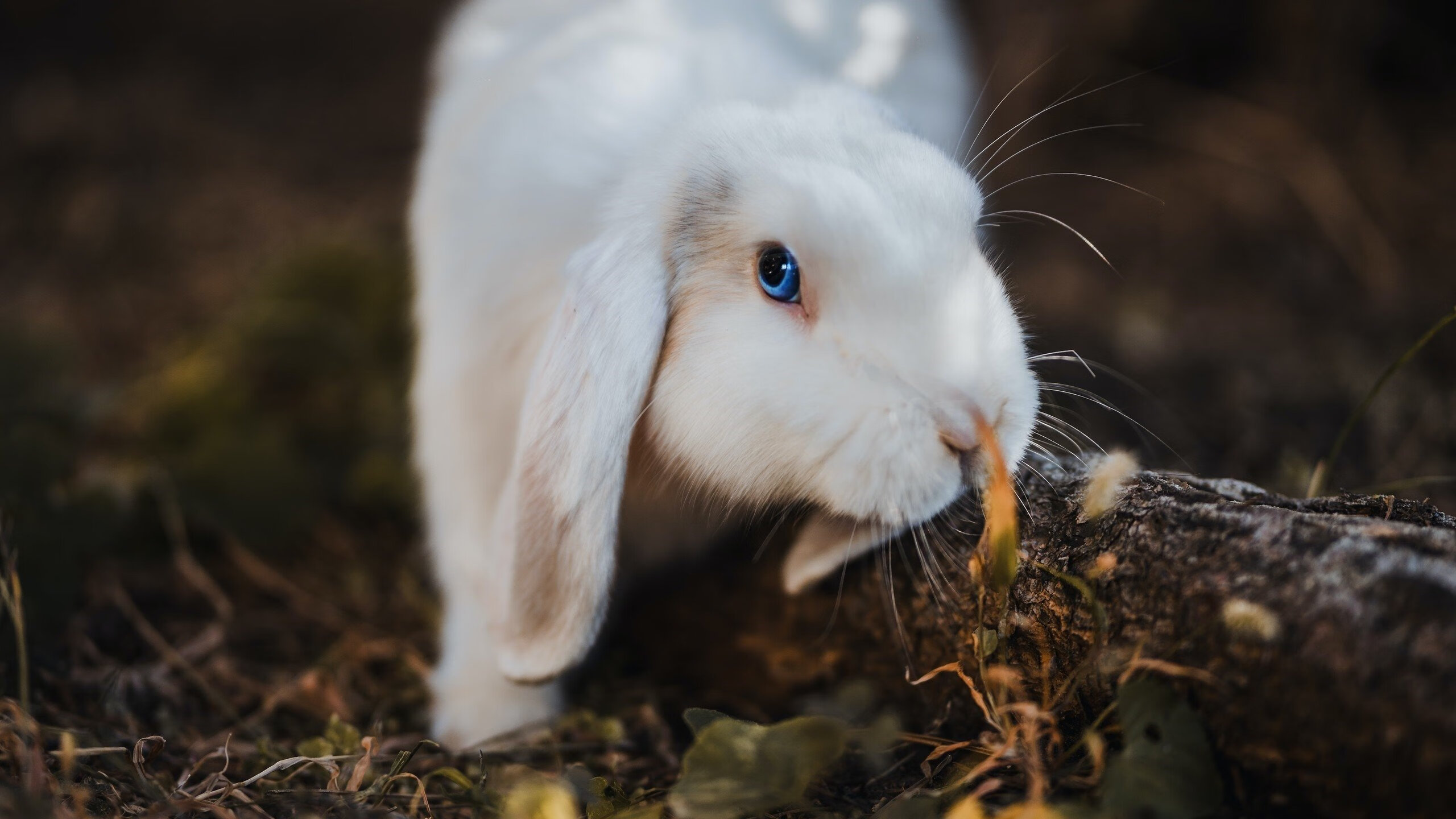 球员签约仪式走向国际化,跨国媒体全程报道,签约球员交易