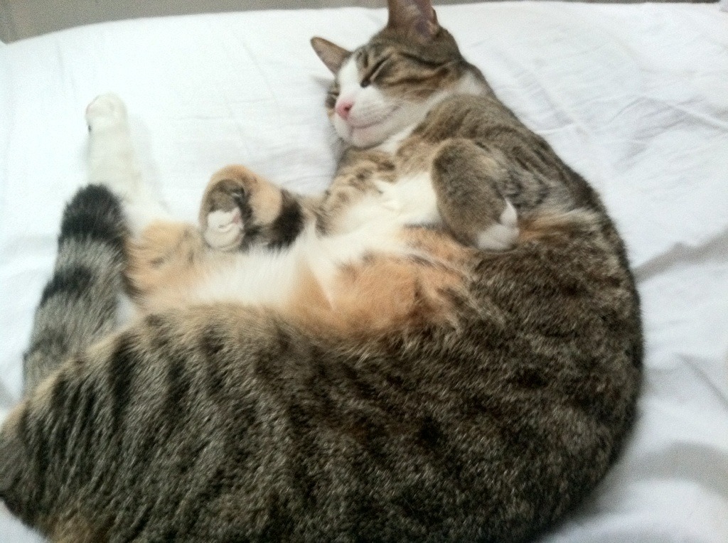 男子跳水三米板技巧显成熟,男3米板跳水