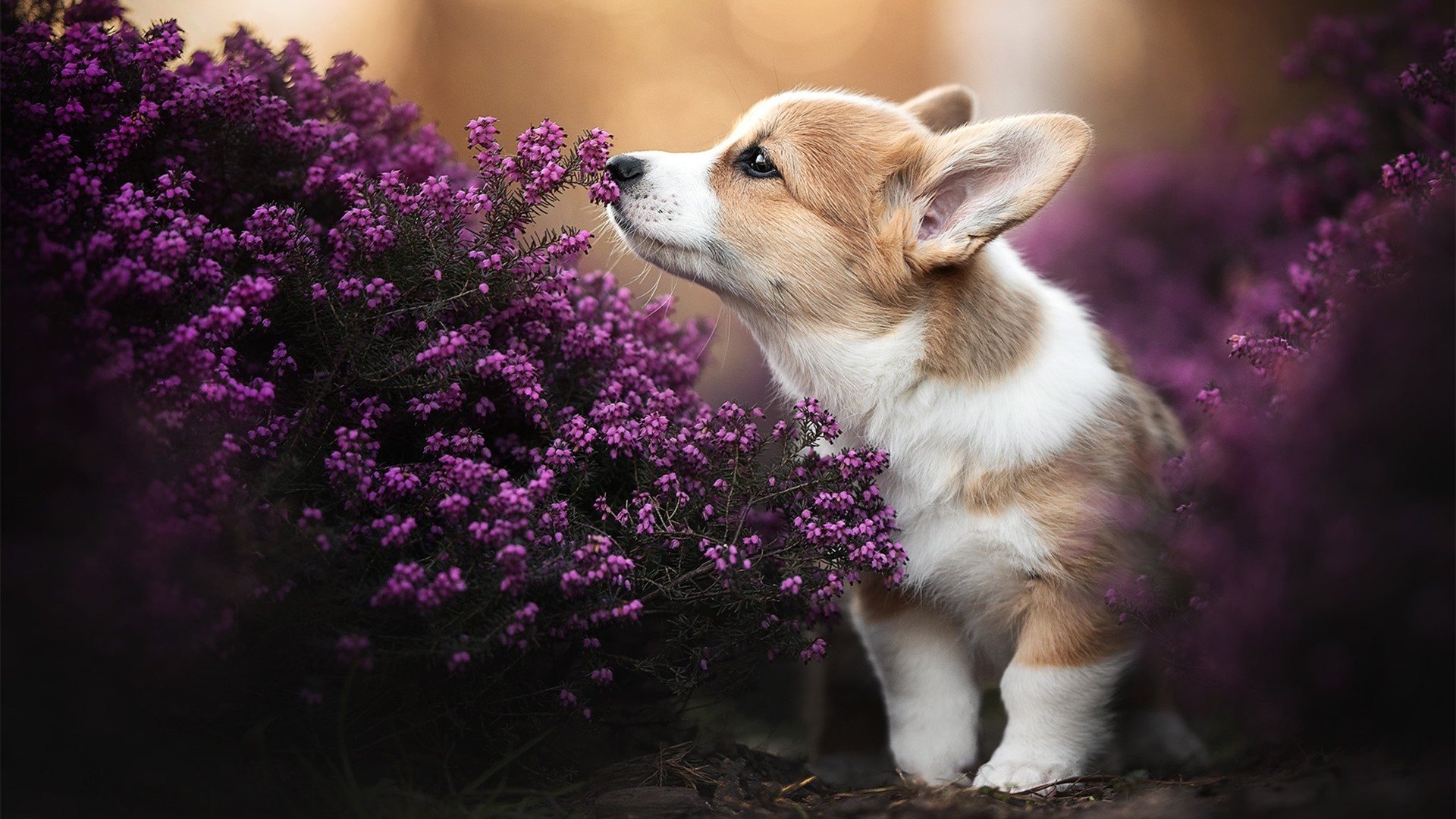 达米恩·麦肯齐:突破与传球如出一辙,他是全黑队不可或缺的进攻利器