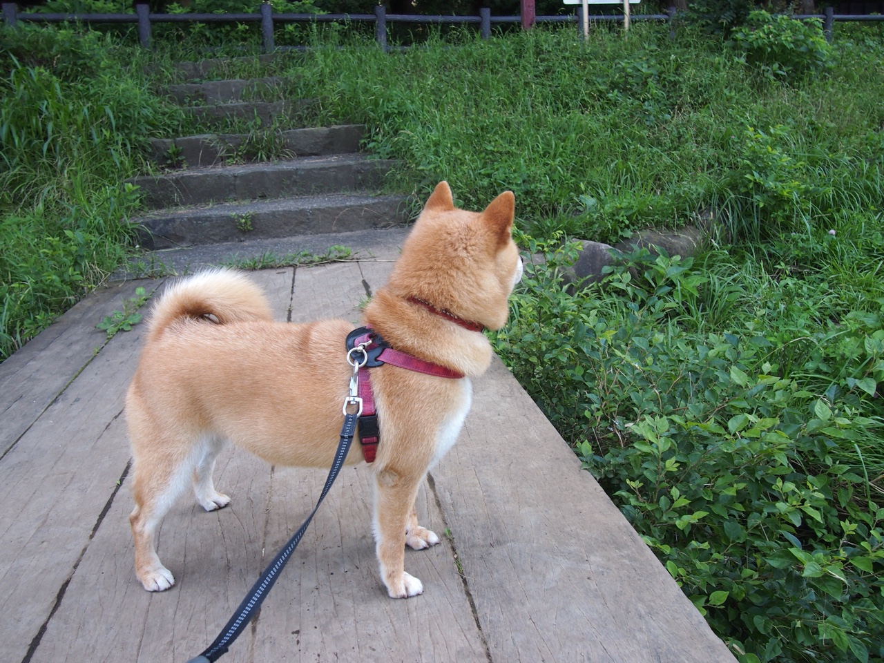 开云官方-跳水细节把控希腊逐步进阶，希腊跳水奥运冠军