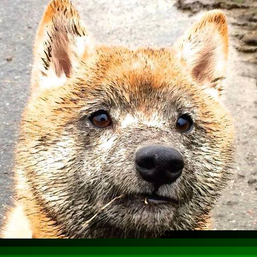 阿根廷美洲雄鹰队的进攻速度与技术,成冠军锦标赛新看点,阿根廷草原雄鹰